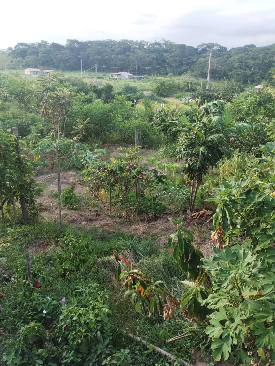 Foto - Carapebus - 