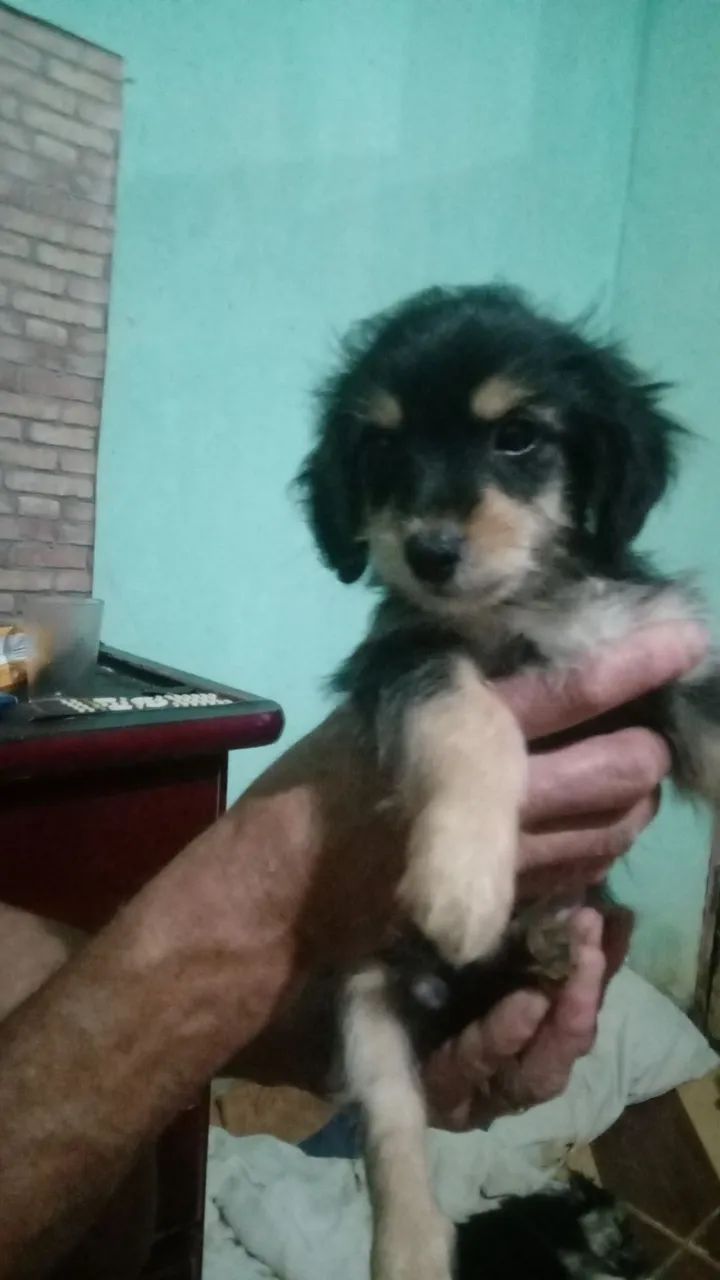 Venda de poodle  - Foto 5