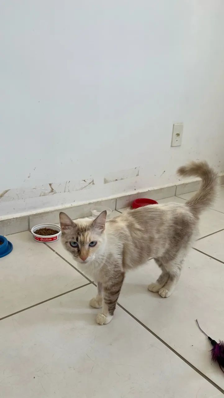 Gata castrada pra adoção  - Foto 4