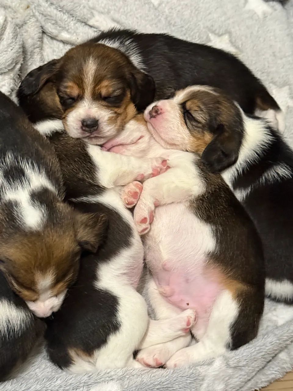 Beagles 13 polegadas bebês lindos  - Foto 4