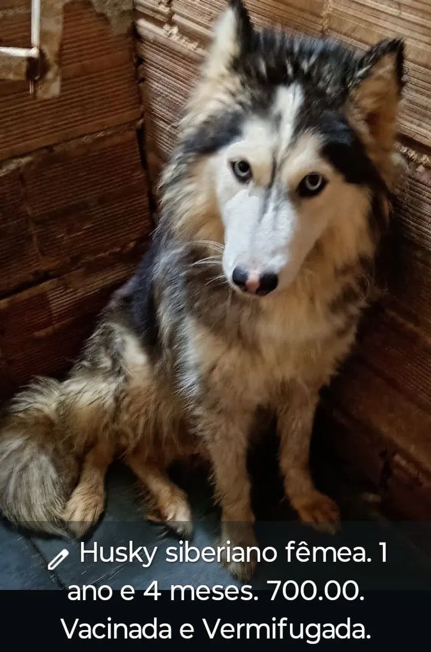 Husky siberiano fêmea 600.00 - Foto 4