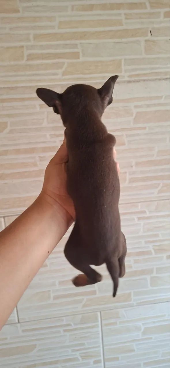 Animais - Foto 5