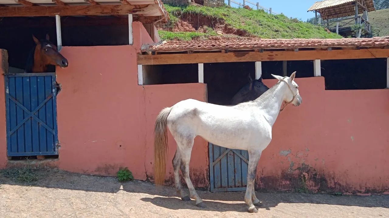 Vendo Cavalo e Égua 