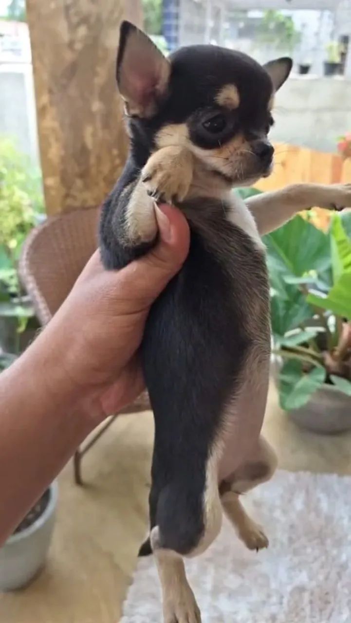 Última Chihuahua disponível  - Foto 2