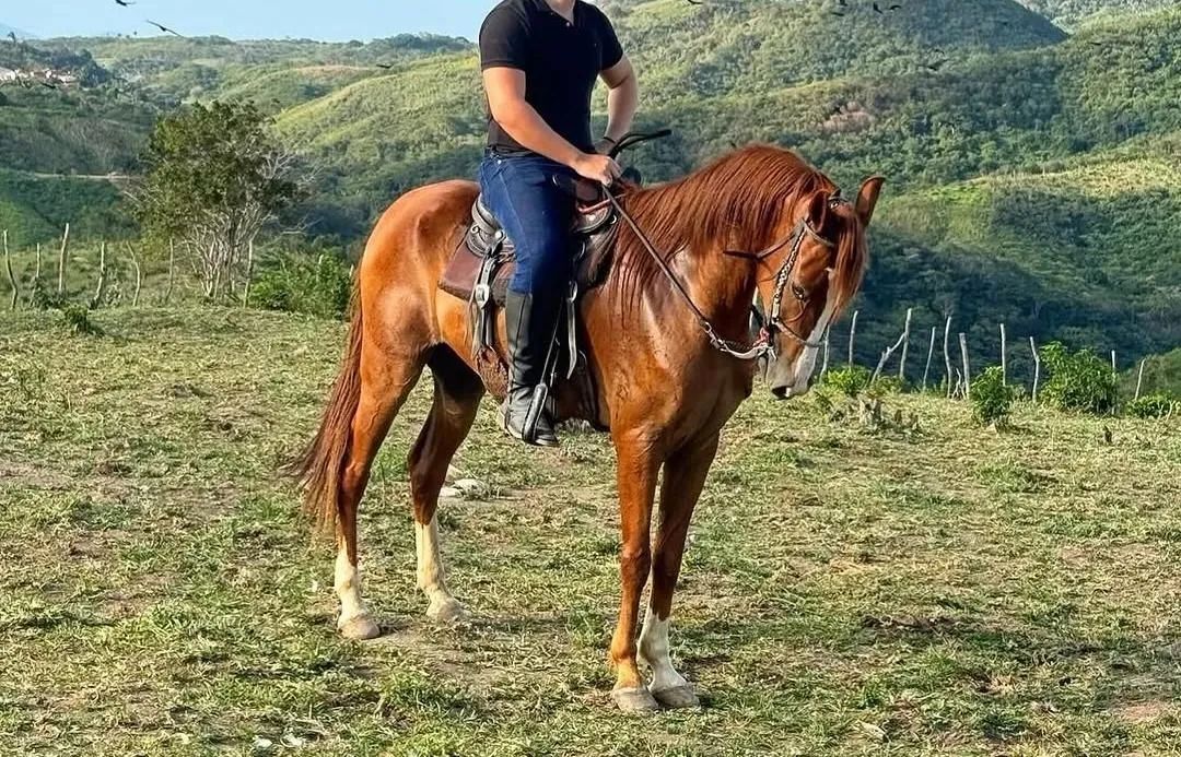 Cavalo machador a venda  - Foto 3