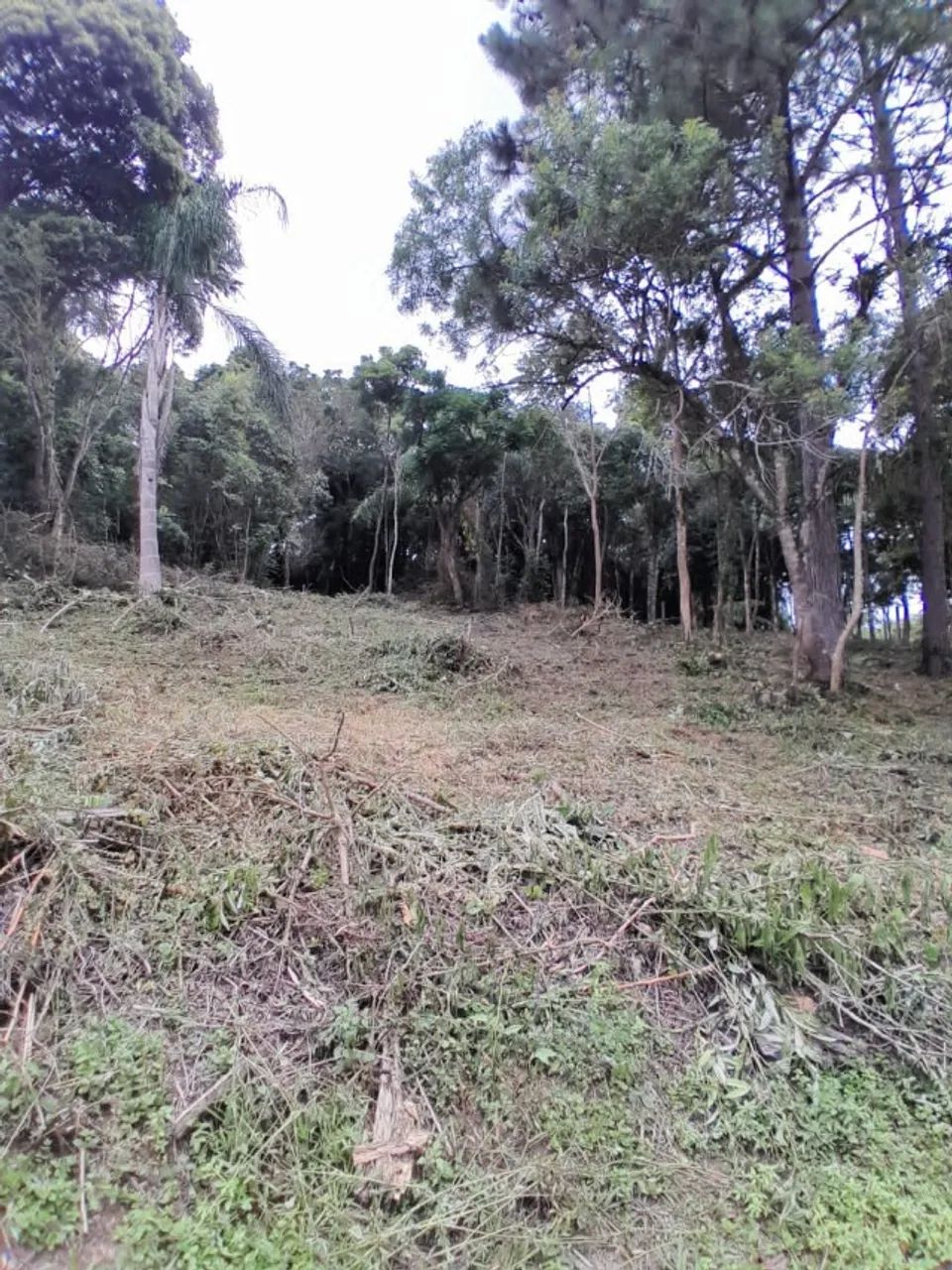 Chácara 1.200 m² - Mandirituba  - Foto 2