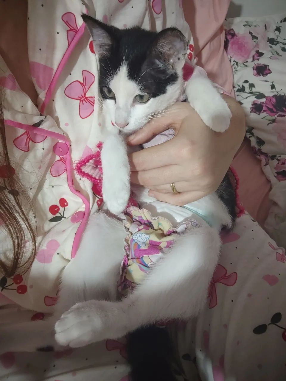 Doação de gatinha - Foto 4