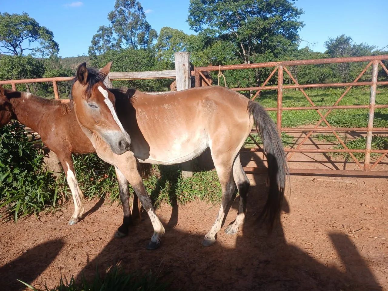 Égua mansa  - Foto 3