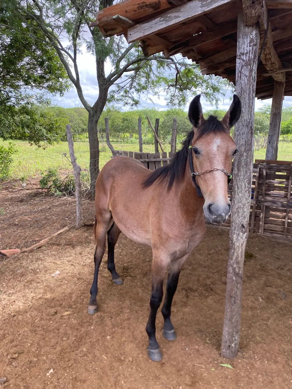 Potro MM registrado filho de campeão nacional  - Foto 3