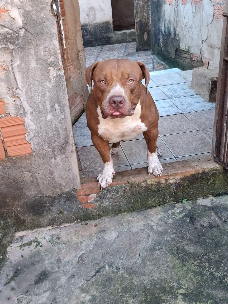  PITMONSTER - Foto 3