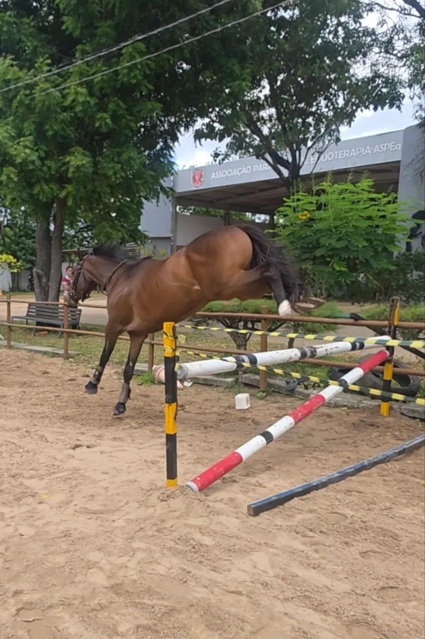 cavalo psi - Foto 2
