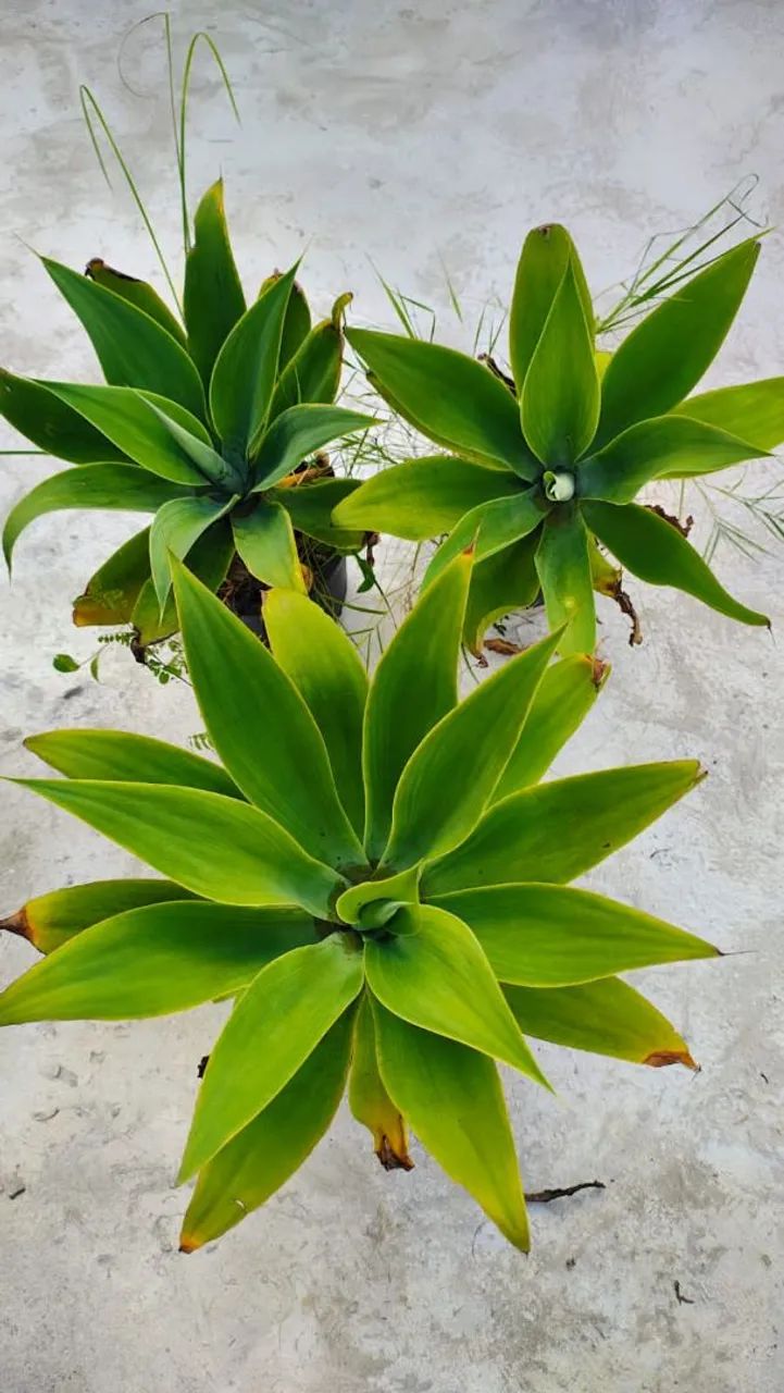 Muda Agave Attenoata