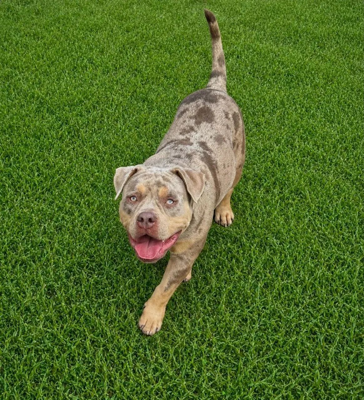 Cão American Bully  - Foto 2