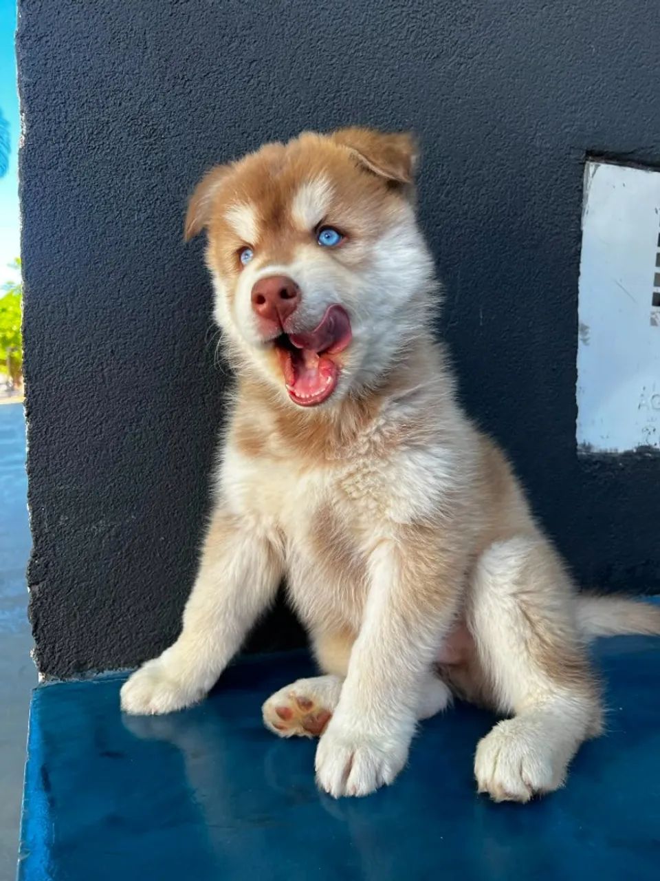 HUSKY SIBERIANO - Foto 5