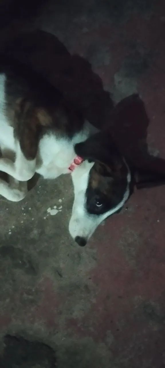 Doando cachorra de 6 meses  - Foto 3