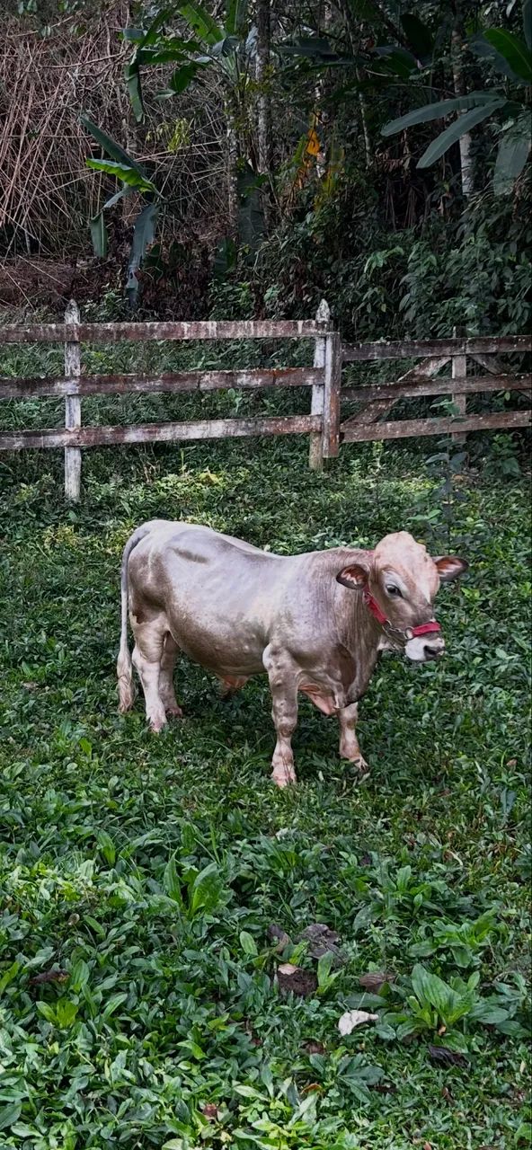 Mini Bovino