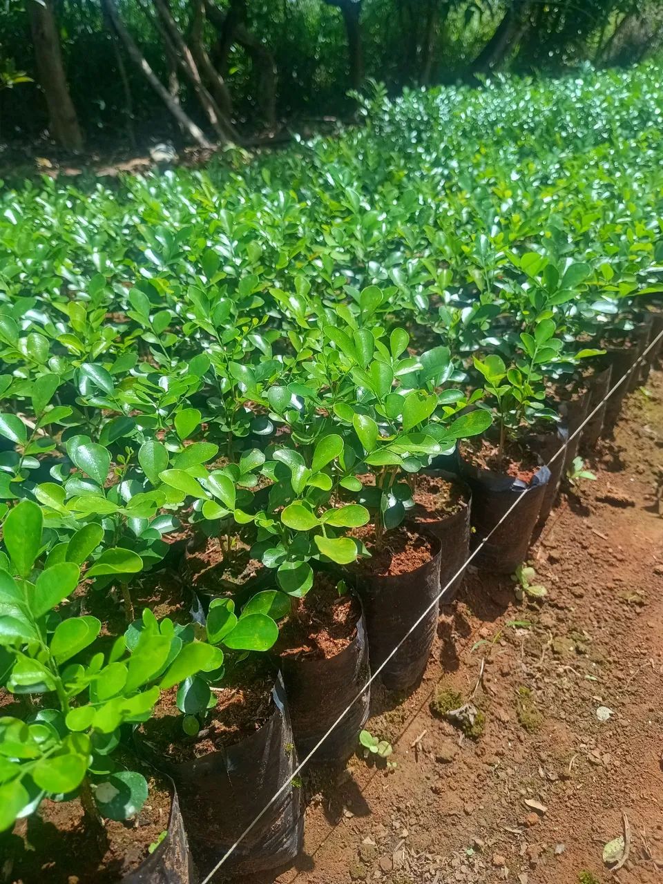 Murta apartir de 2 reais  - Foto 2