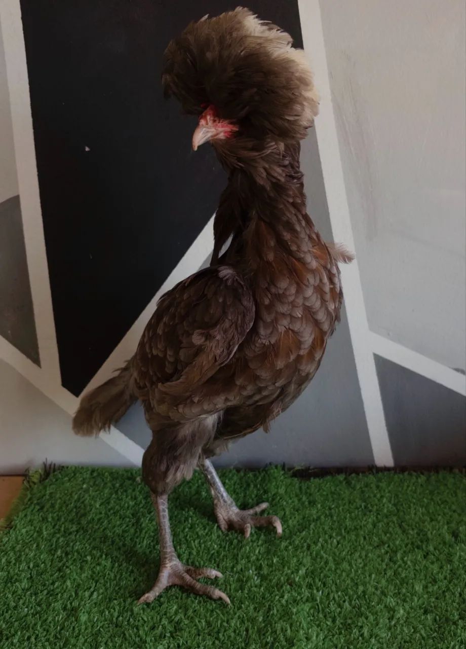 Galinha polonesa - Foto 3