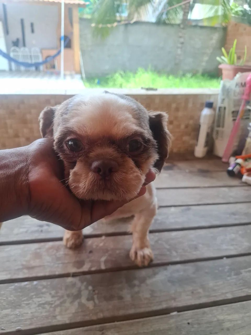 Cachorro  - Foto 3