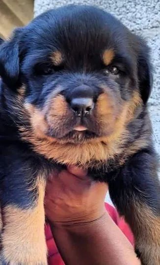 Rottweiler alemão 