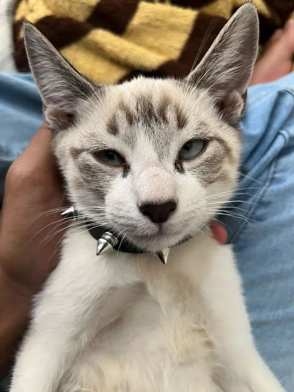 Gato para doação  - Foto 2
