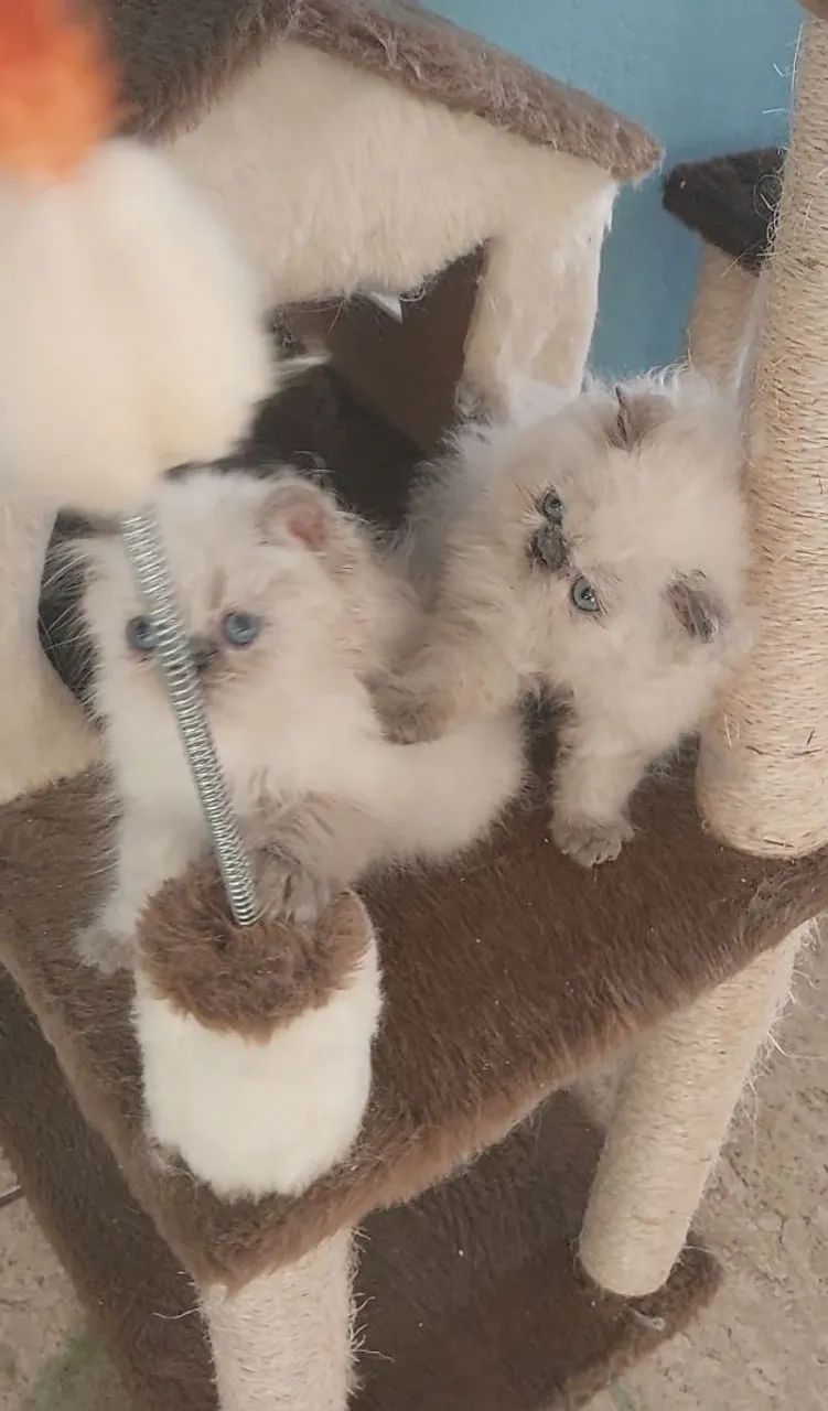 Persa Himalaia - Foto 4