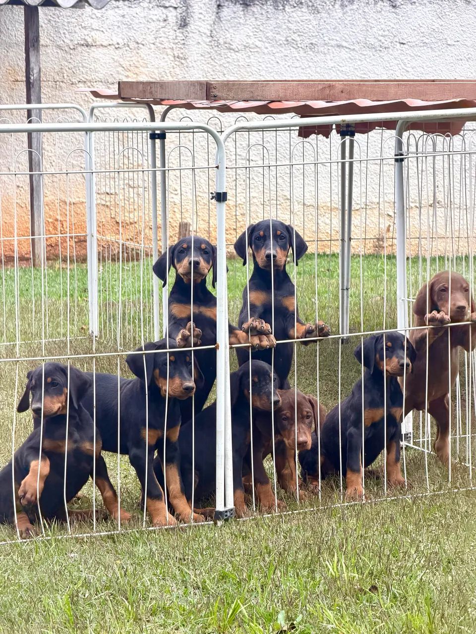 Filhotes de Doberman Americano  - Foto 2