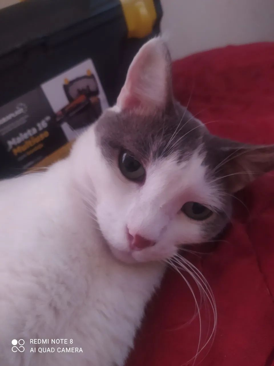 Doação responsável de gata adulta - Foto 2