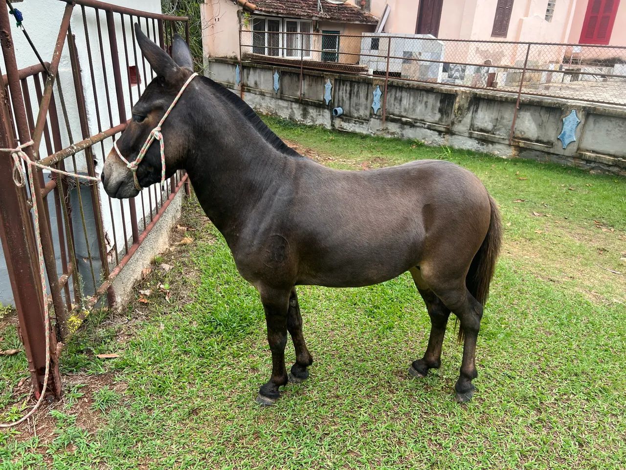 Mini burro - Foto 3