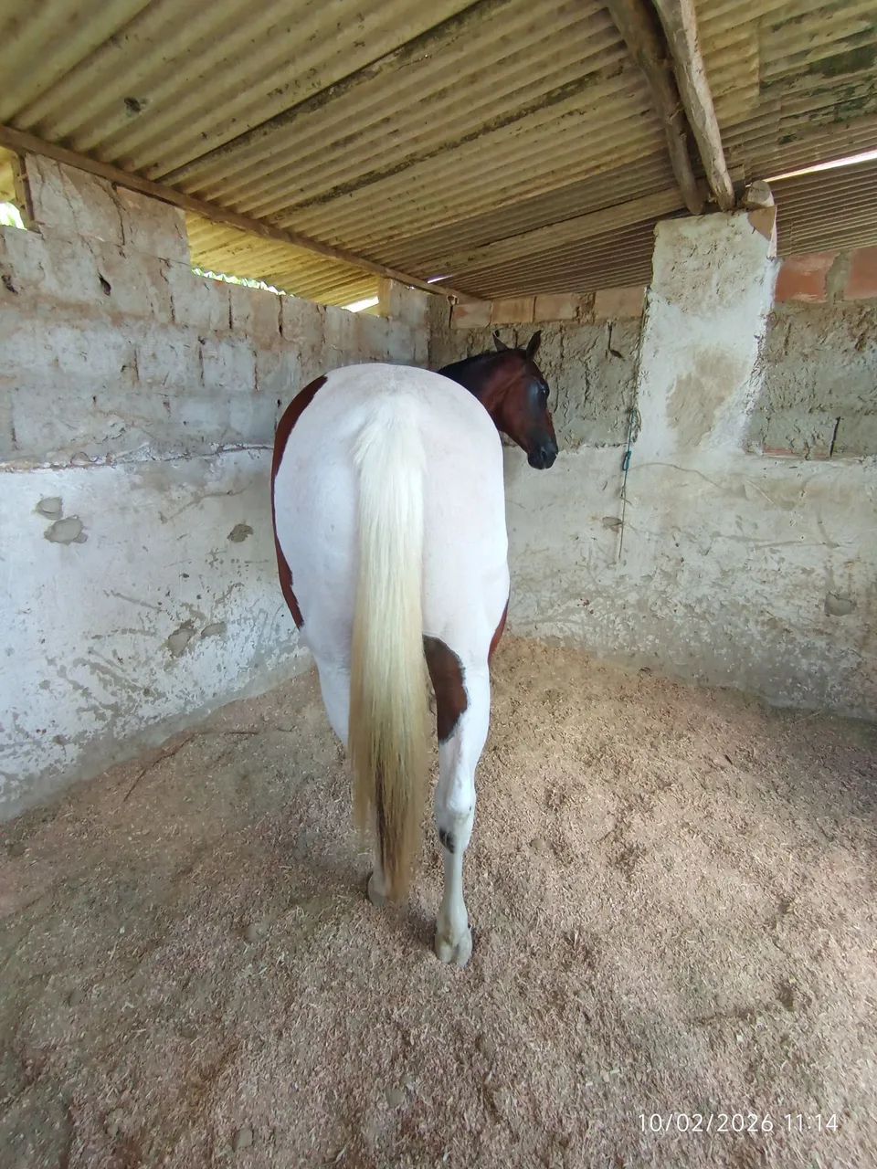 Égua Paint Horse  - Foto 3
