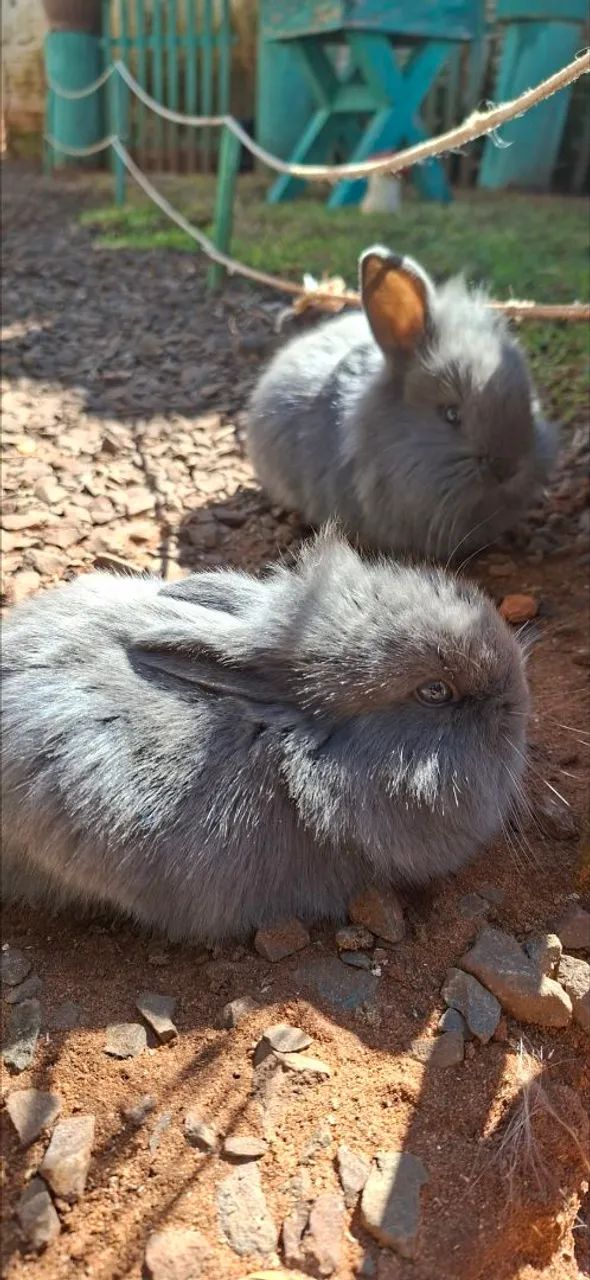 Coelhos - Foto 4