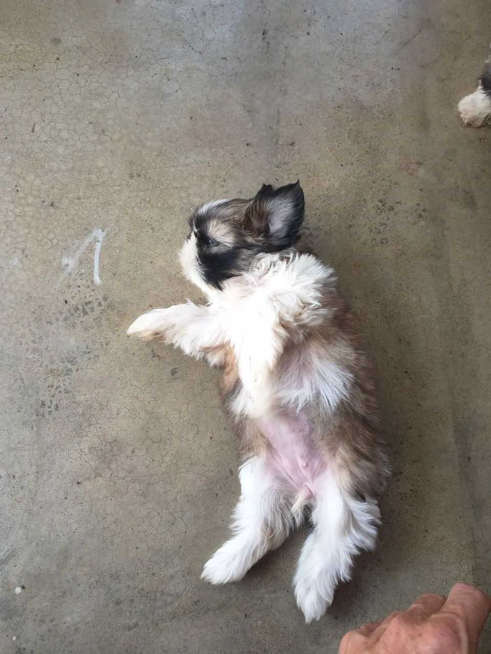 Cachorro  - Foto 4