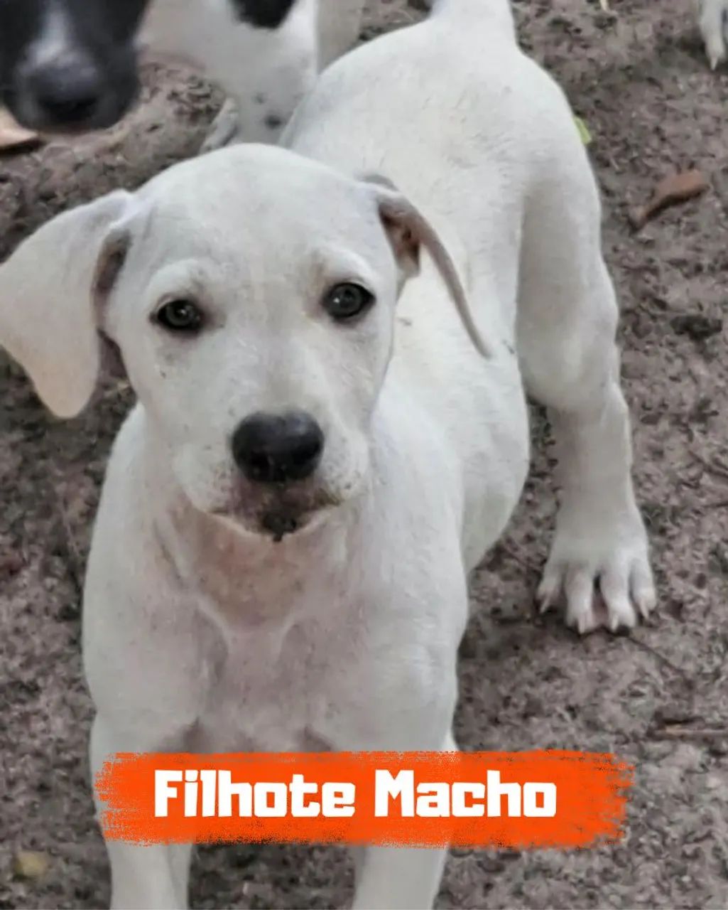 Filhotes disponíveis  - Foto 5