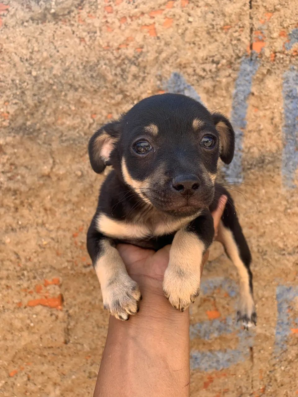 Pinscher macho - Foto 4
