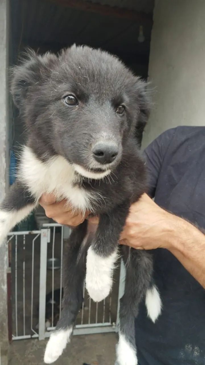 Border Collie - Foto 3