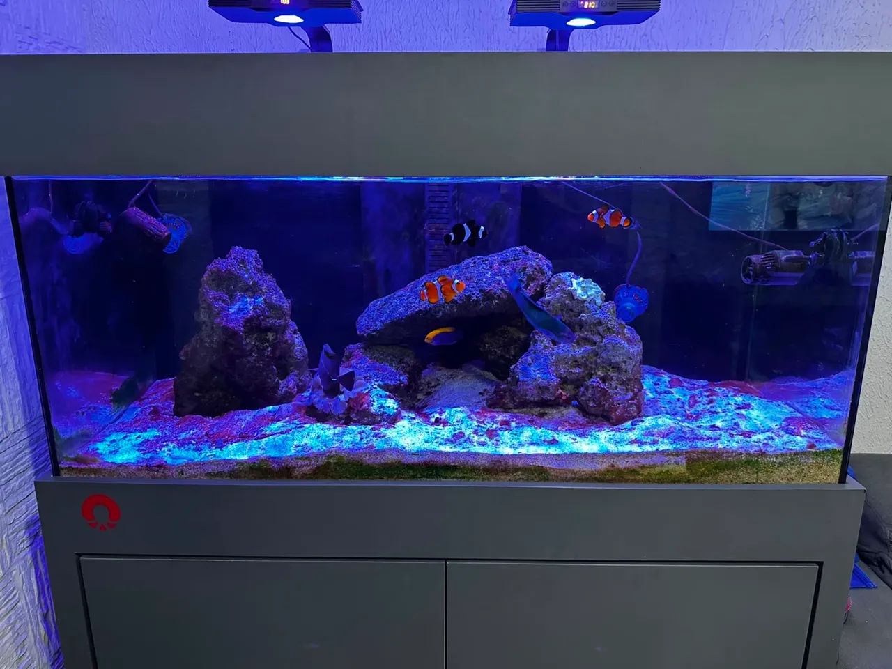 Aquario Marinho ou doce