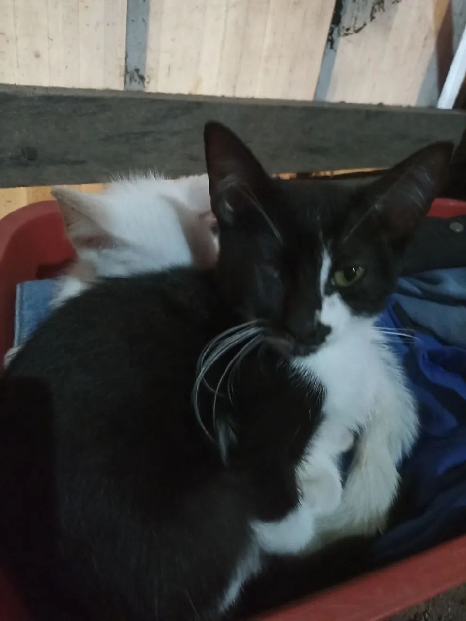 Gata pra adoção  - Foto 2