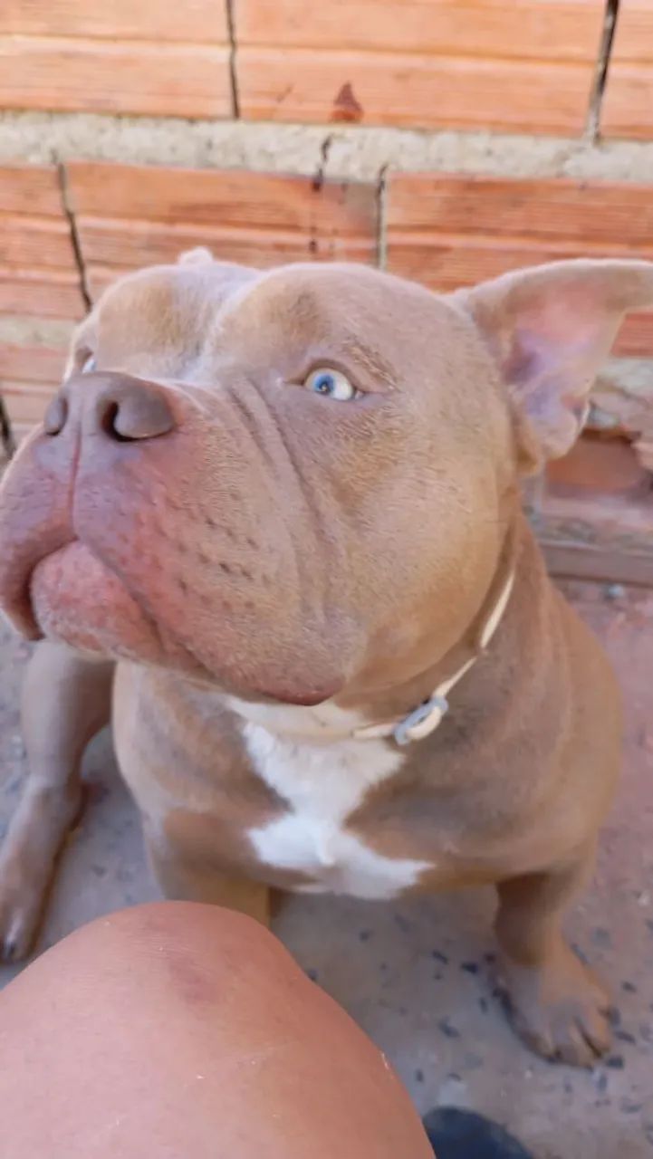 American bully micro  - Foto 4