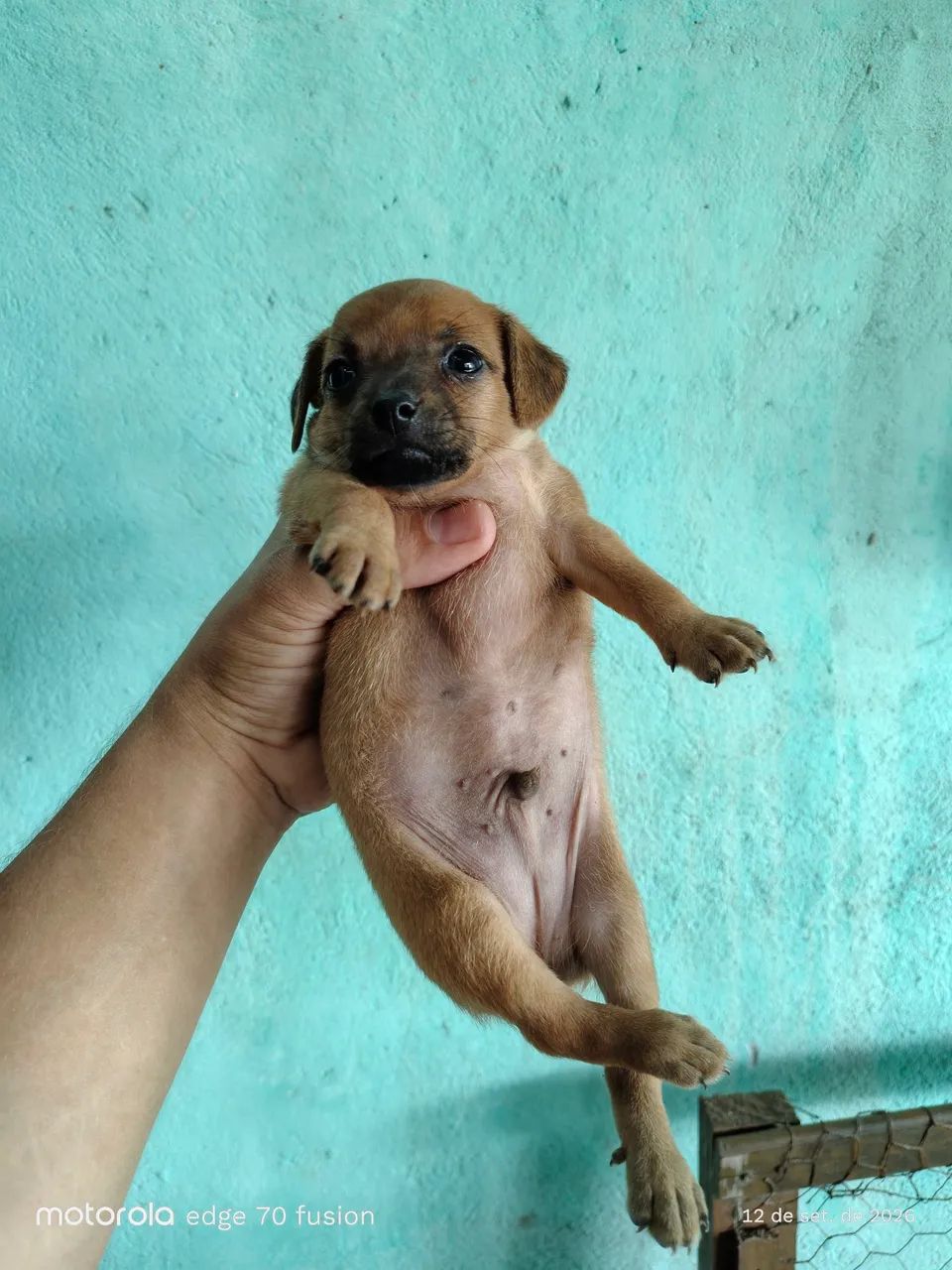 Pinscher N°1 - Foto 3