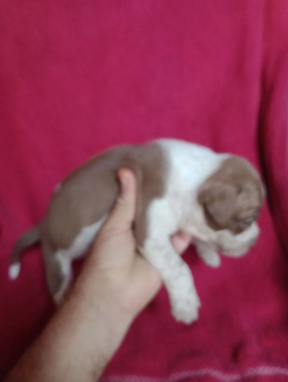 Pit Bull Américan Bully stand fêmeas 