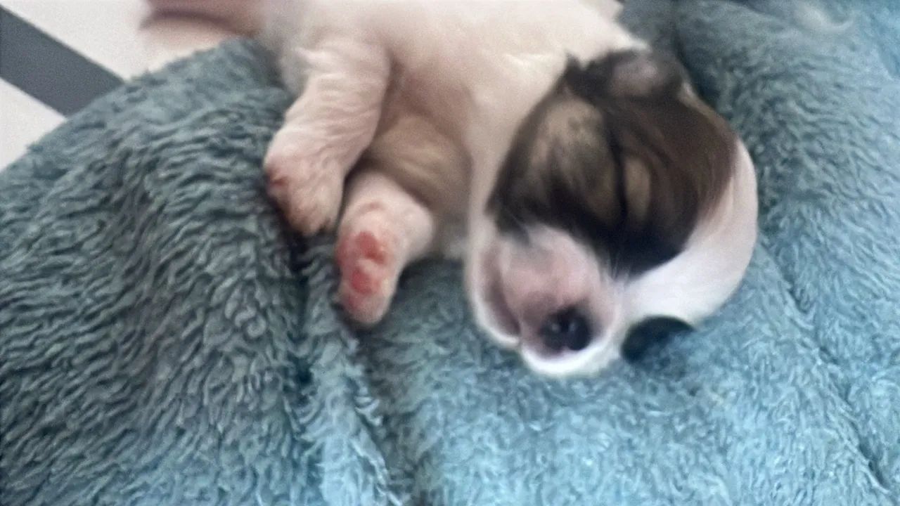 Cachorro  - Foto 5
