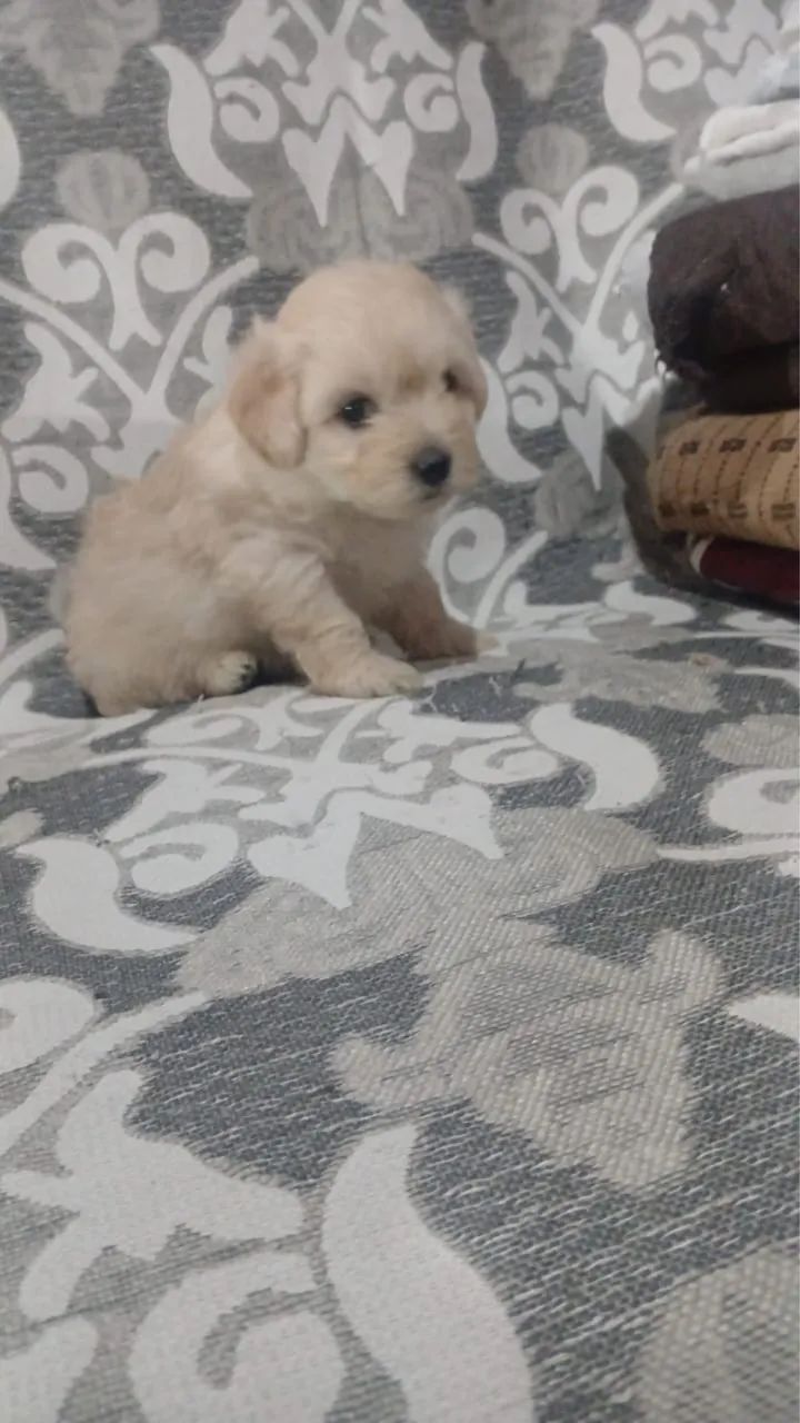 Filhote macho poodle - Foto 4