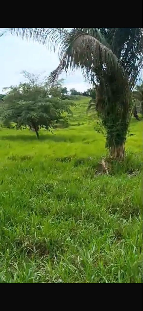 Vendo fazenda de 65 alqueires - Foto 2