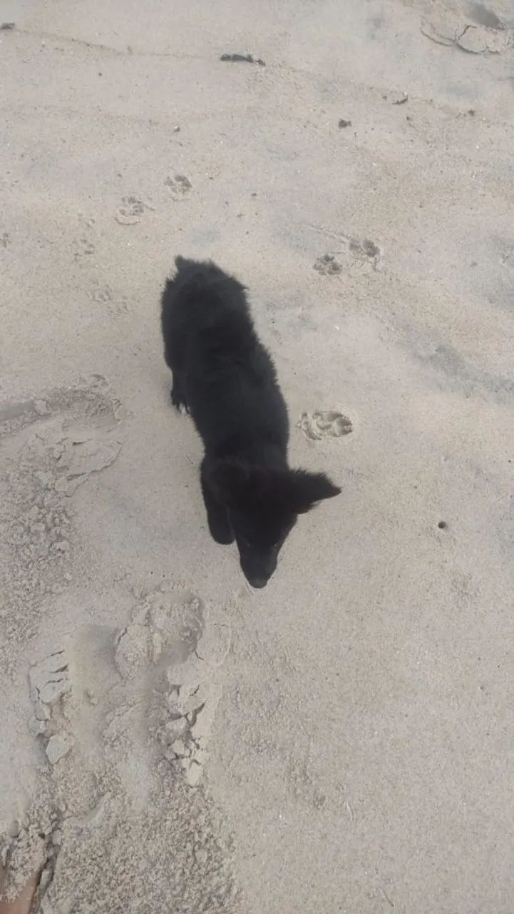Border Collie - Foto 3