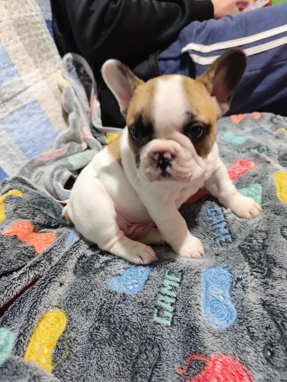 Bulldog francês  - Foto 2