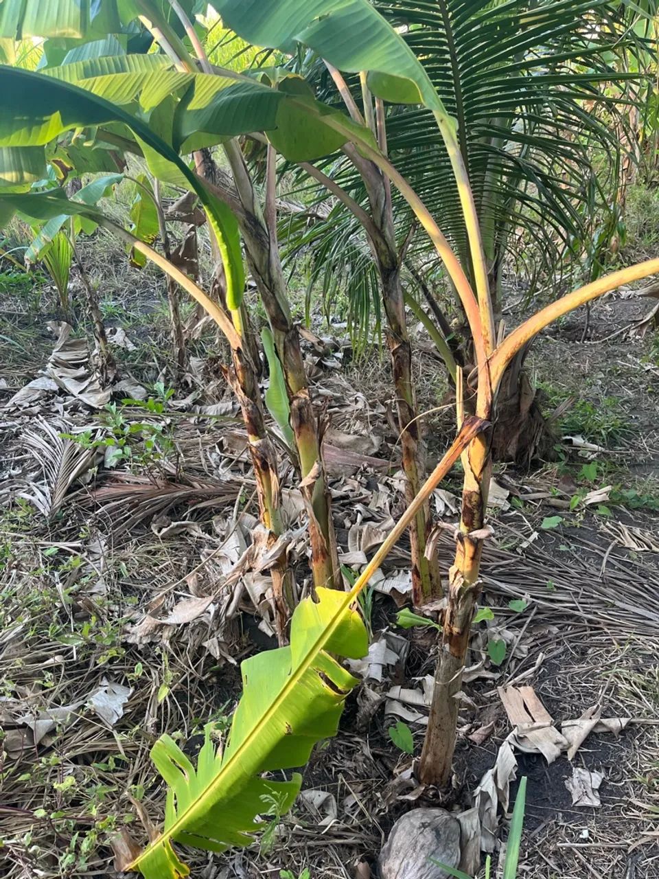 Pés de banana leite - Foto 3
