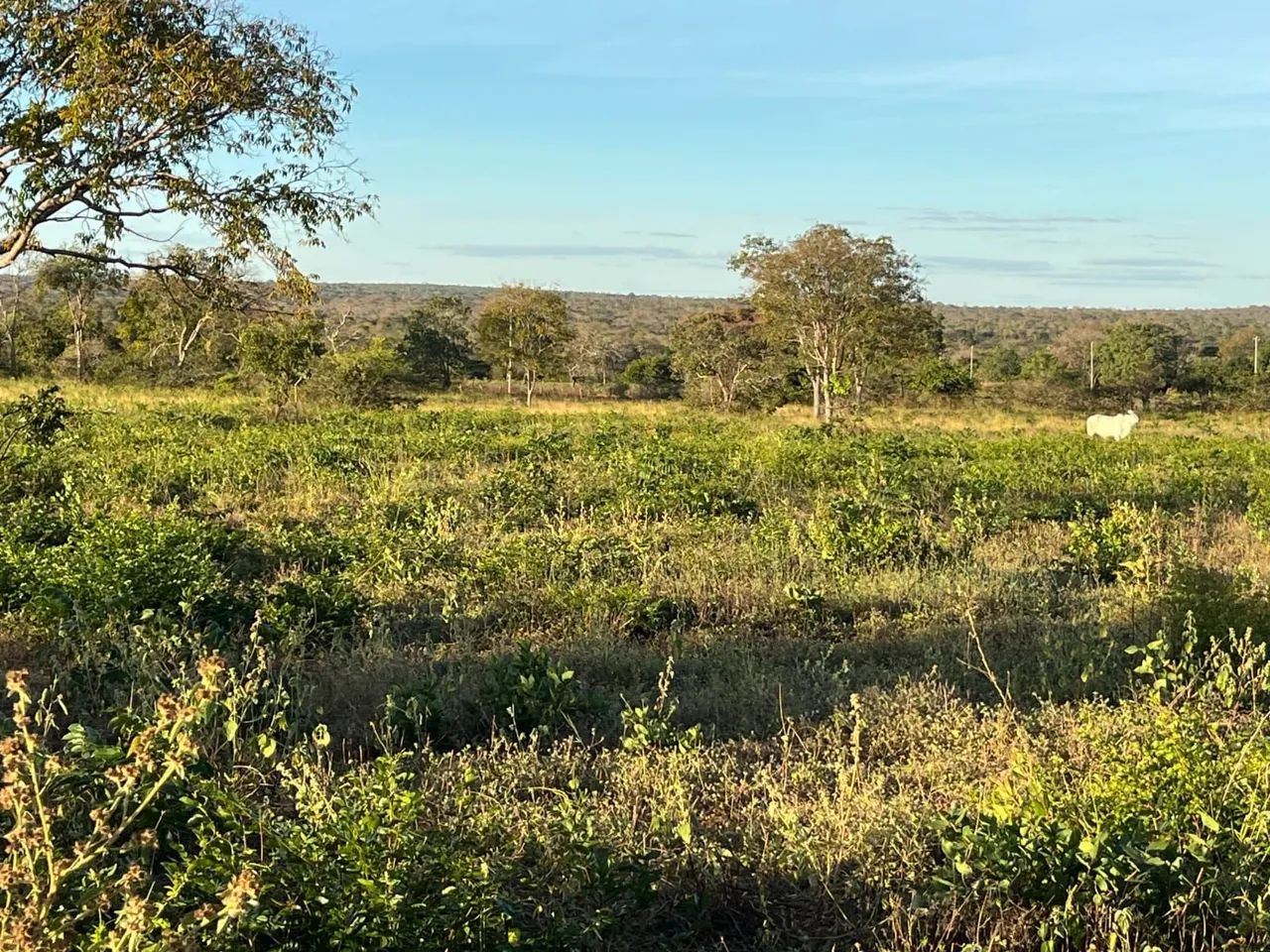 Fazenda á venda 
