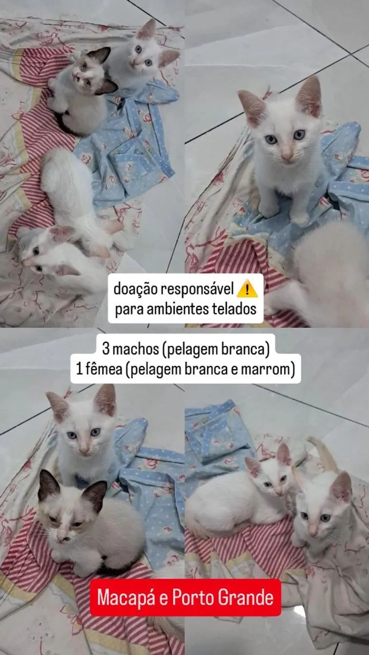 Doação Gatos