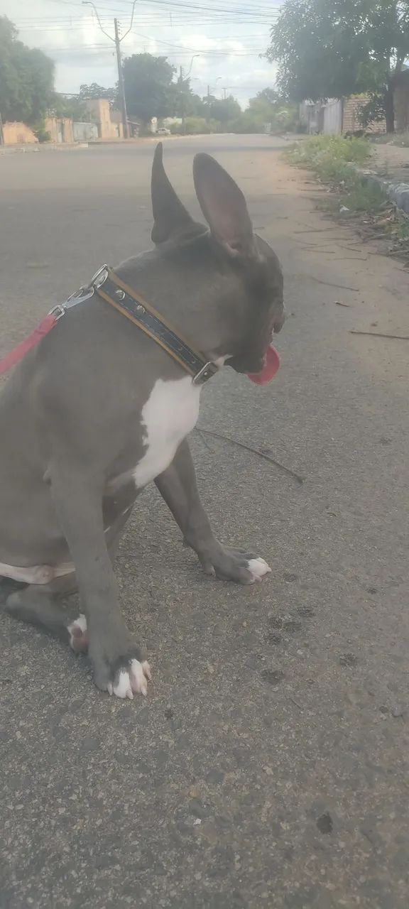 Pit monster - Foto 3