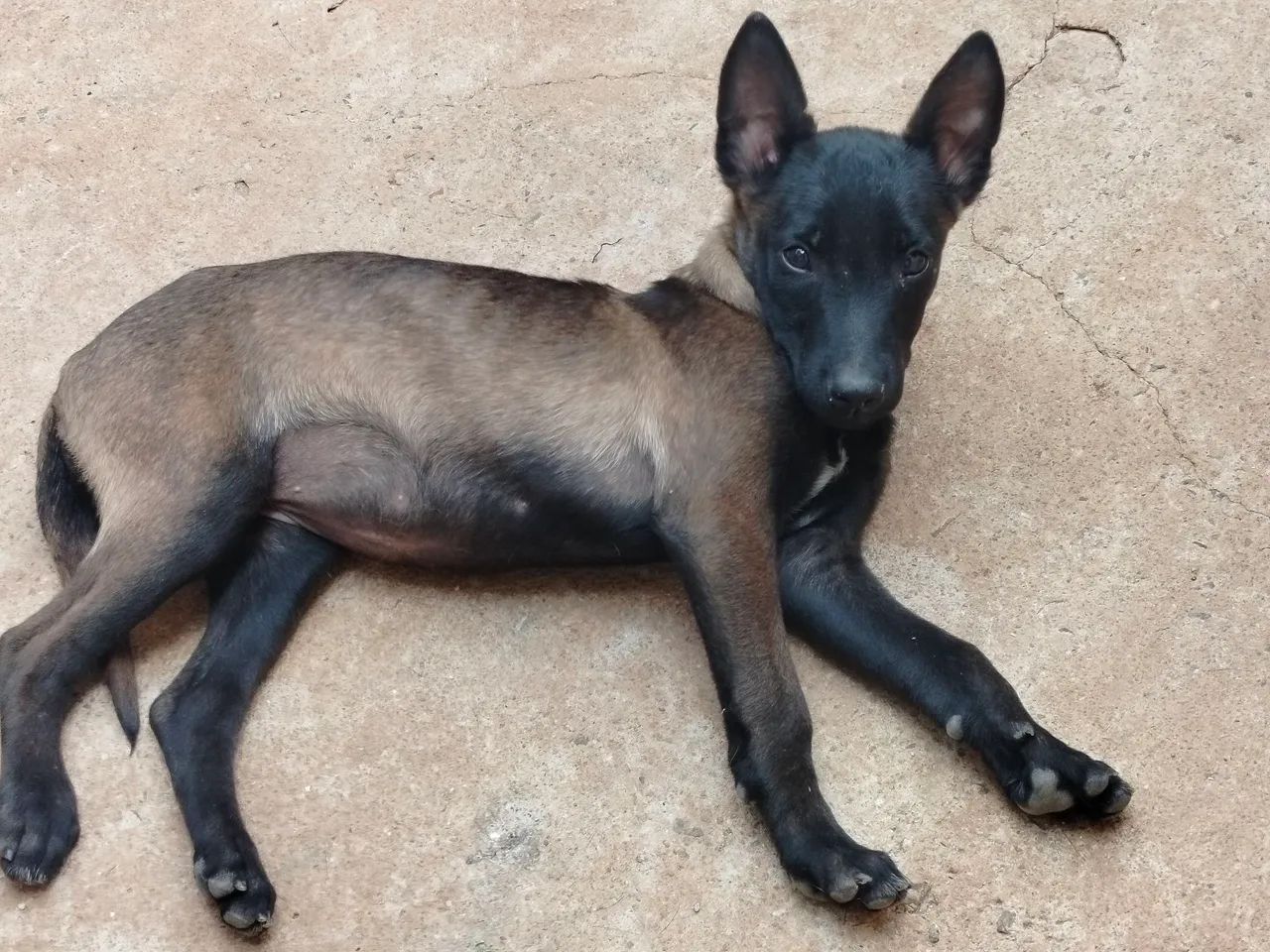 Fêmea pastor de Malinois com Pedigree - Foto 2